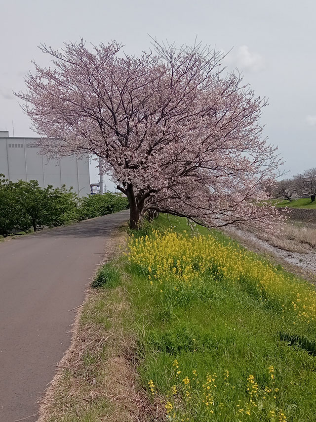 ぼちぼちいっか