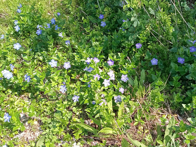 ぼちぼちいっか